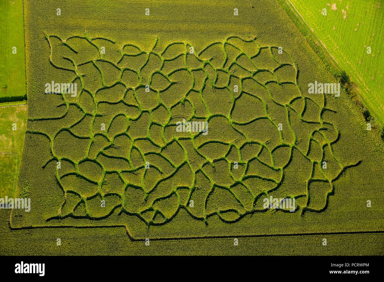 Maize labyrinth on a field near Bad Sassendorf, Agriculture, farming, Soest, South Westphalia, North Rhine-Westphalia, Germany Stock Photo