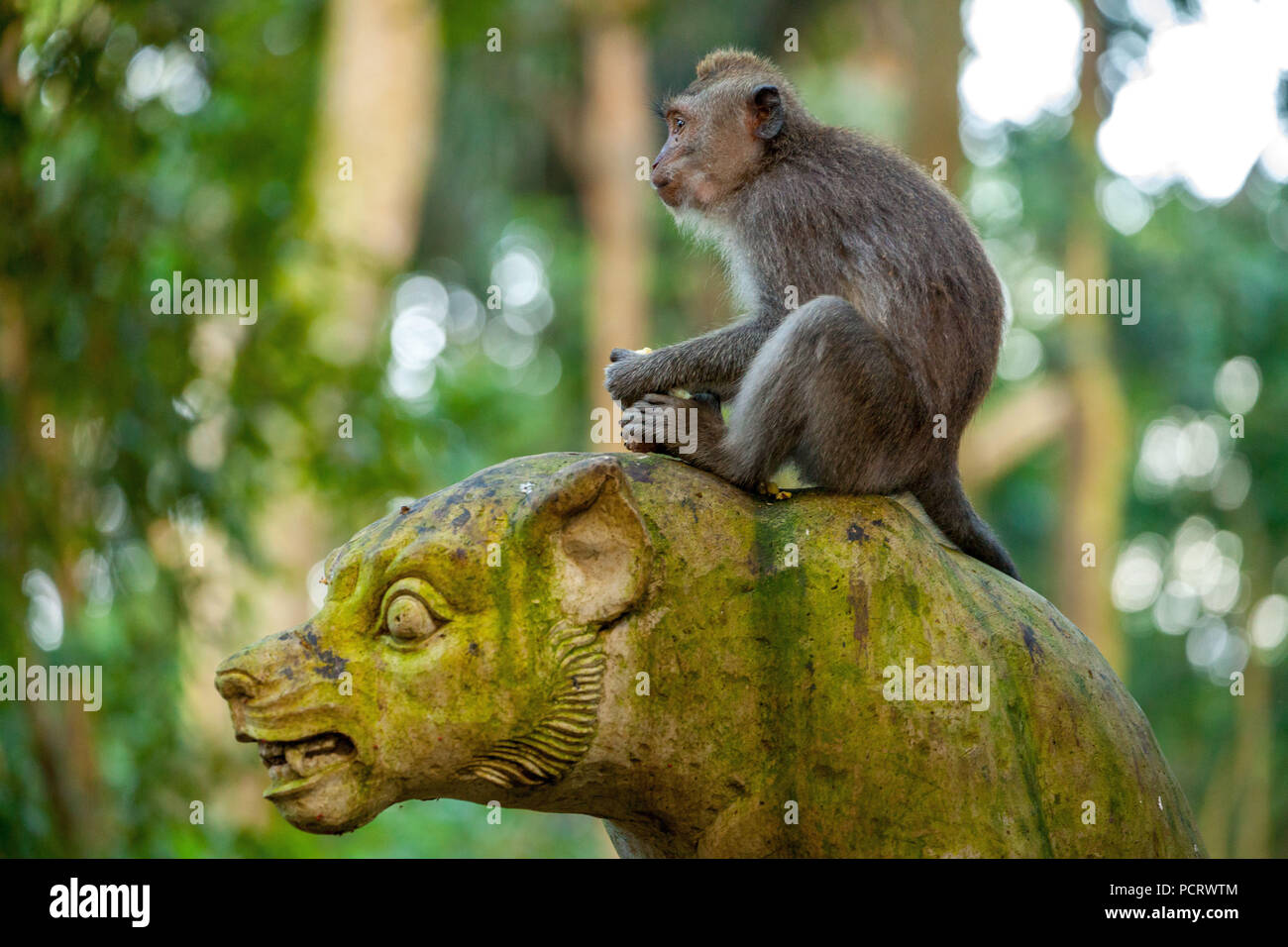 Long-tailed macaque (Macaca fascicularis), monkey sits on a stone figure, stone head with green moss coating, monkey forest of Ubud, Sacred Monkey Forest Sanctuary, Padangtegal, Ubud, Bali, Indonesia, Asia Stock Photo