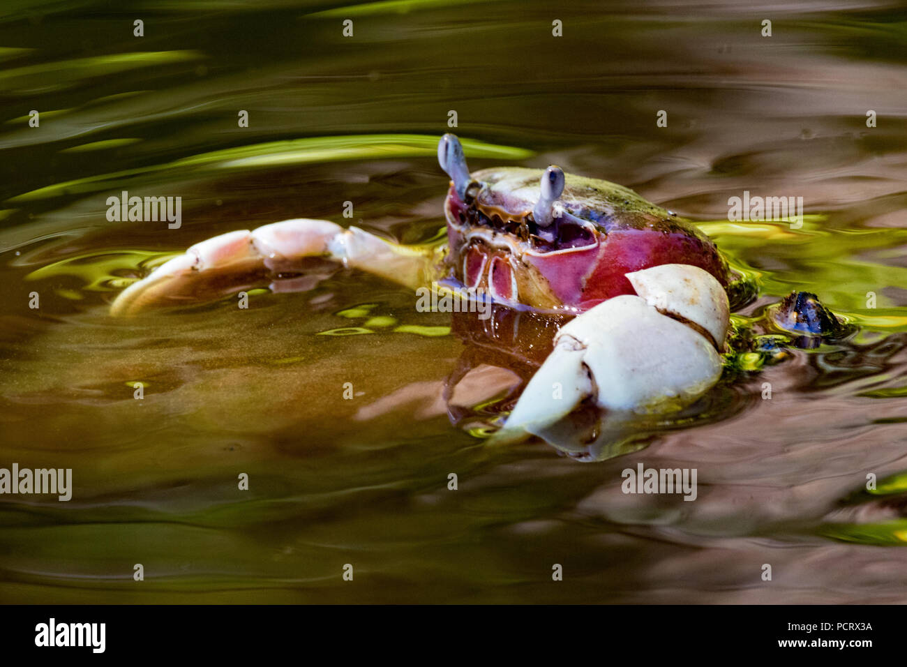 A mud crab at the Blue Lagoon inside the atoll of Rangiroa in French Polynesia Stock Photo