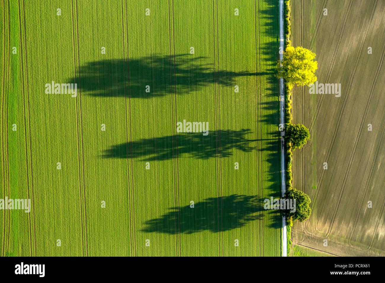 Row of trees, fields, autumn leaves, tree, trees, shadows, structures, aerial view of Werl, Soester Börde Stock Photo