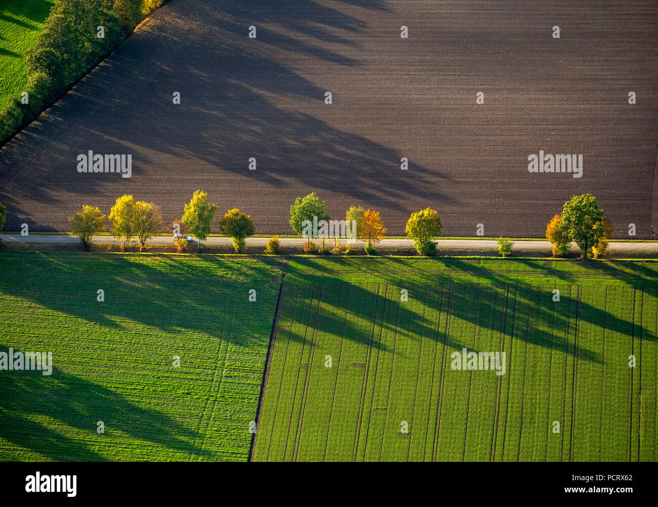 Row of trees, fields, autumn leaves, tree, trees, shadows, structures, aerial view of Werl, Soester Börde Stock Photo