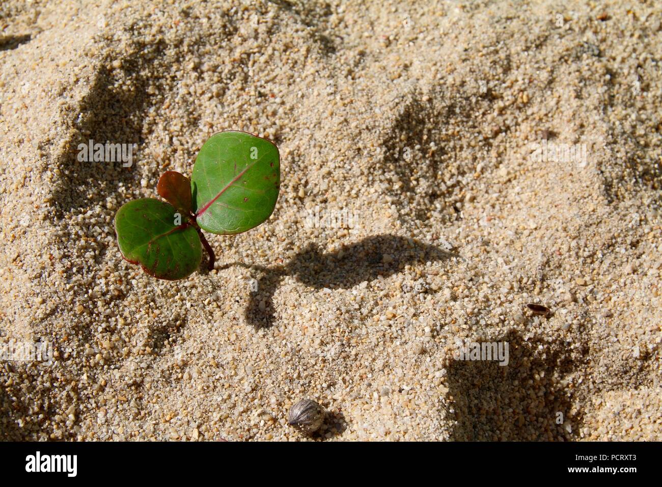 Two leaf seedling growing on a white sand beach Stock Photo