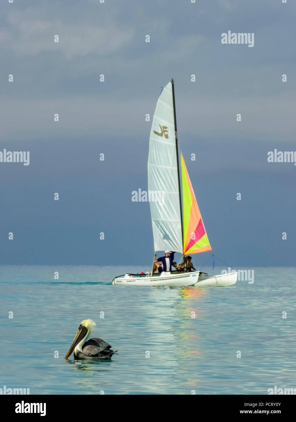 Sailboat with pelican at the star of the Paradisus Varadero Resort & Spa Hotel, Varadero, Cuba, Matanzas, Cuba, Central America Stock Photo