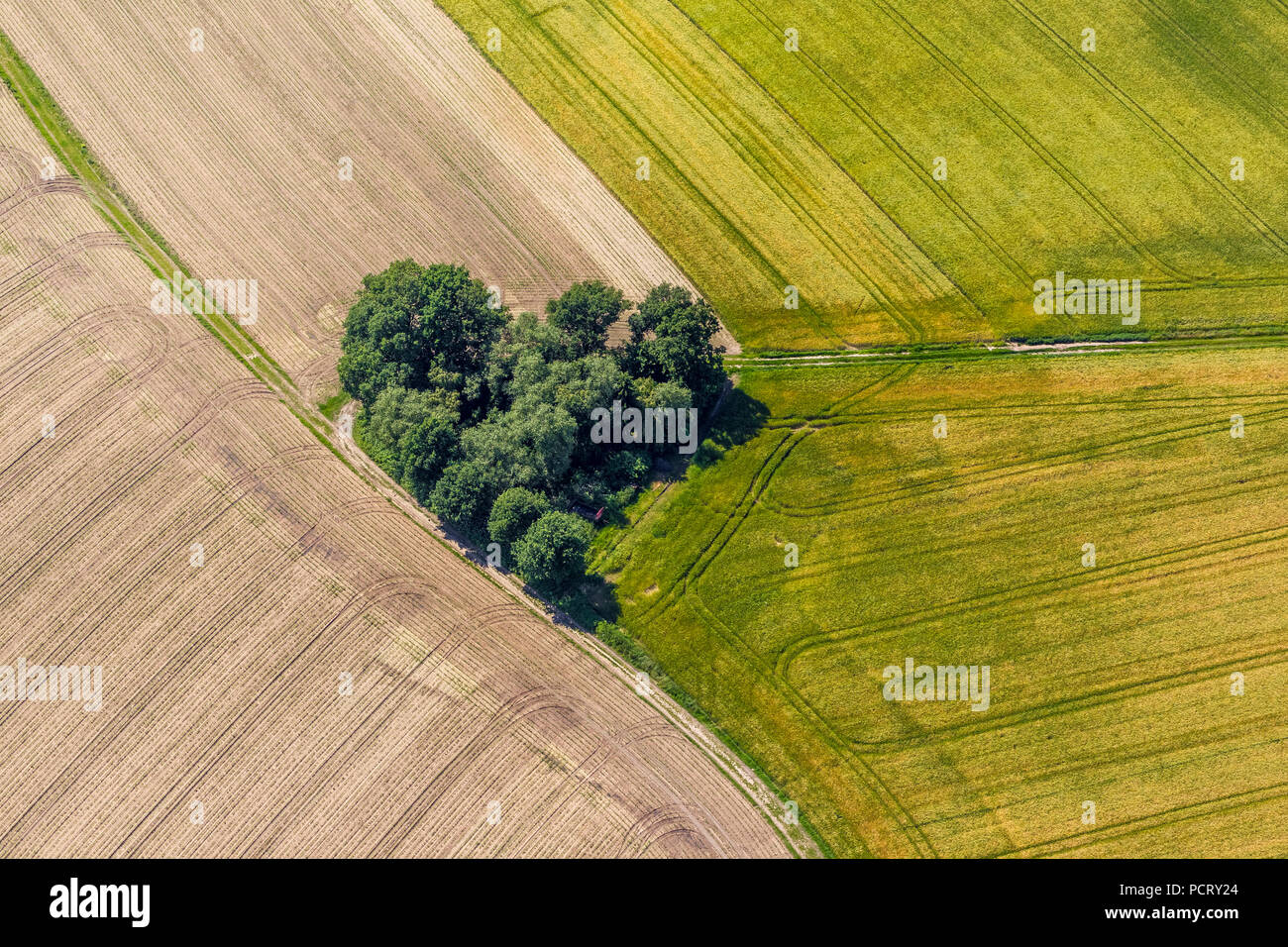 Group of trees in the shape of a heart, heart shape, fields and trees and paths, dirt road, Datteln, Ruhr area, North Rhine-Westphalia, Germany Stock Photo