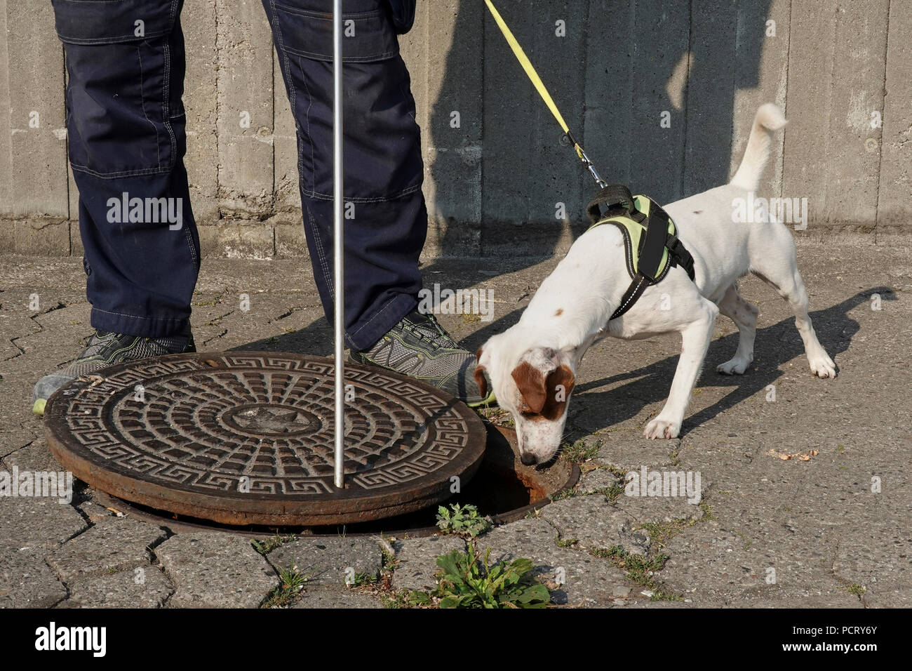 Rat dog at work and ready for action Stock Photo Alamy