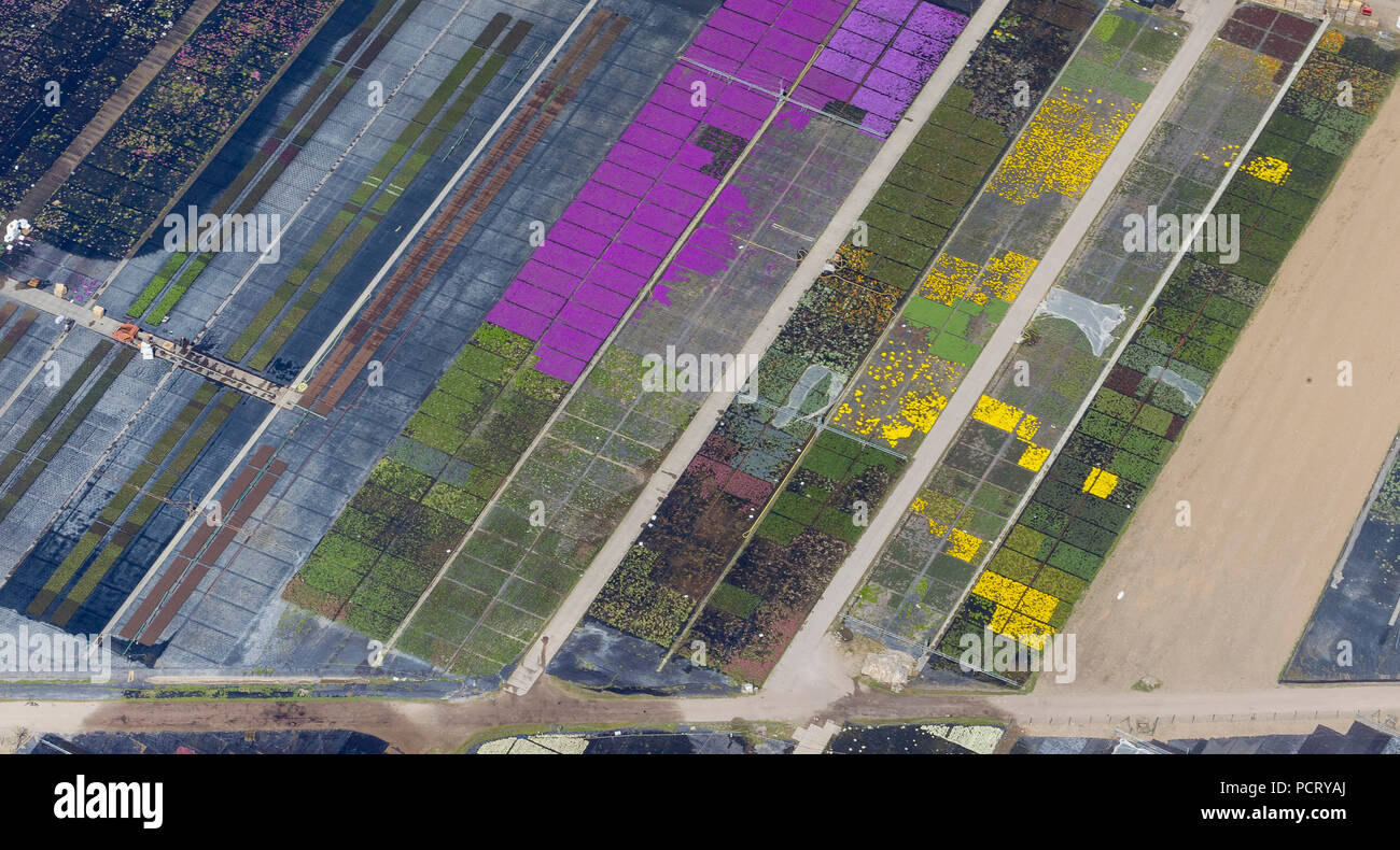 Volmerswerth, flower fields, agriculture, aerial photography, districts of Dusseldorf Stock Photo