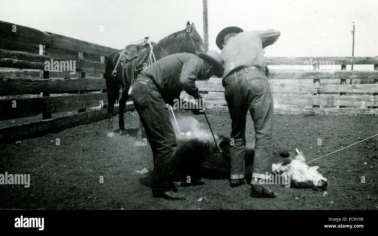 Two cowboys Branding Cattle ca 1934-1946 Stock Photo
