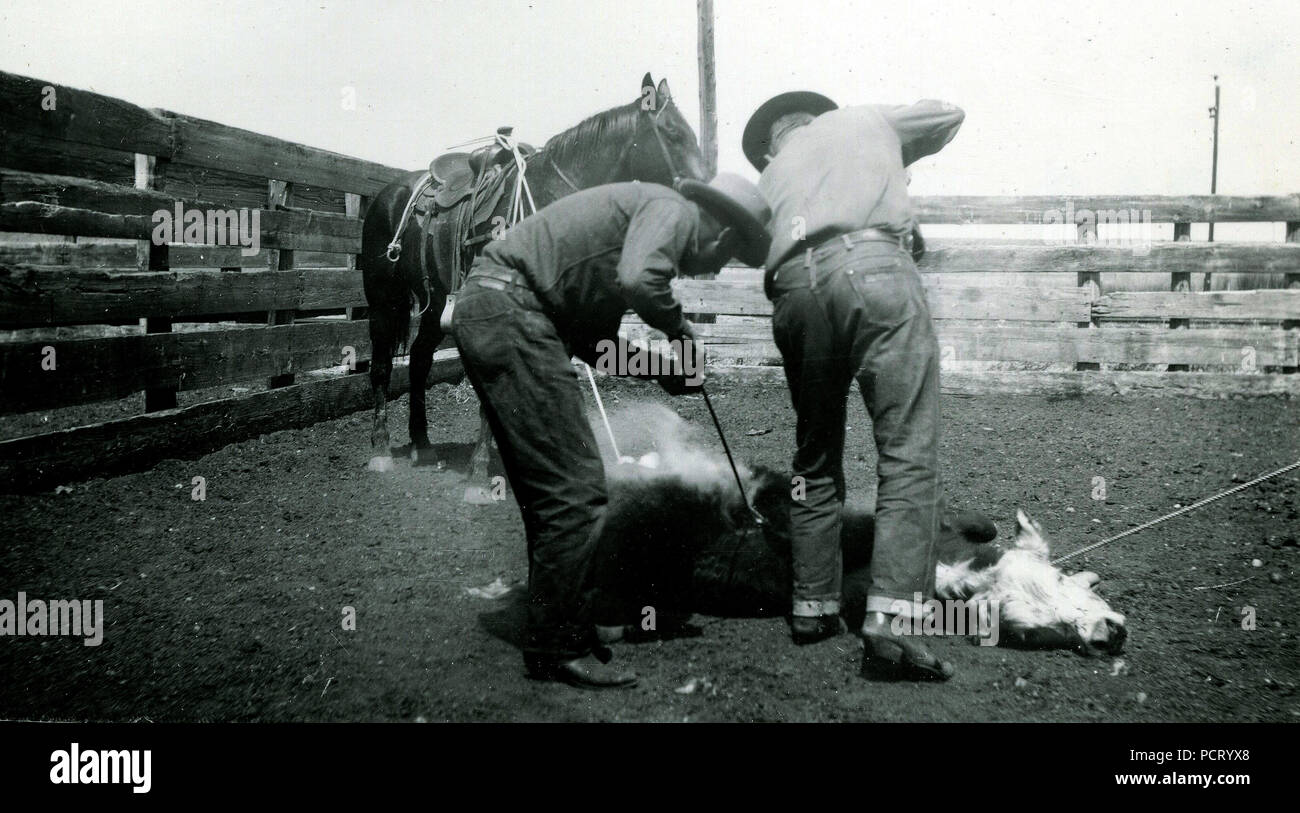 1940s Branding Calves High Resolution Stock Photography and Images - Alamy