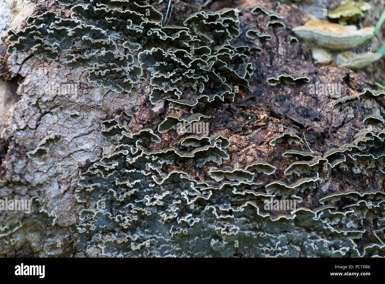 Austria, Alpbach valley, mushroom on a tree stump. Stock Photo