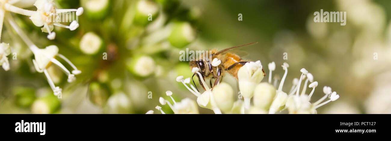 Bee collecting pollen on White flower with blurred green background photo Stock Photo