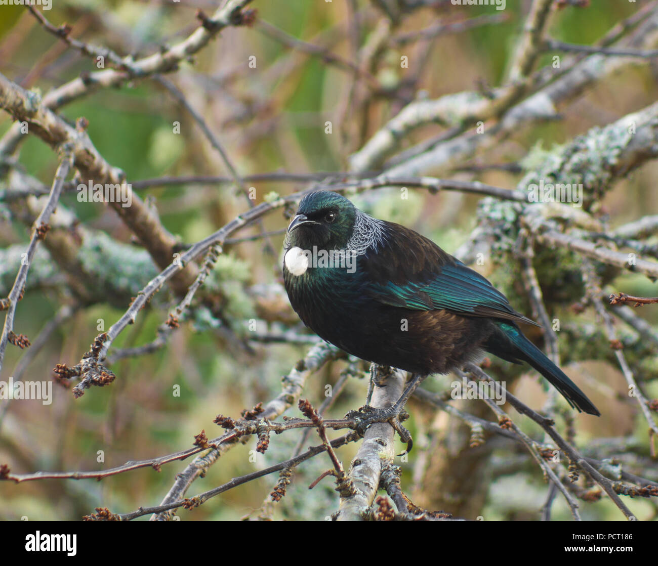 Beautiful Blue Green New Zealand native Tui bird in garden tree - white tuft of feathers at throat Stock Photo