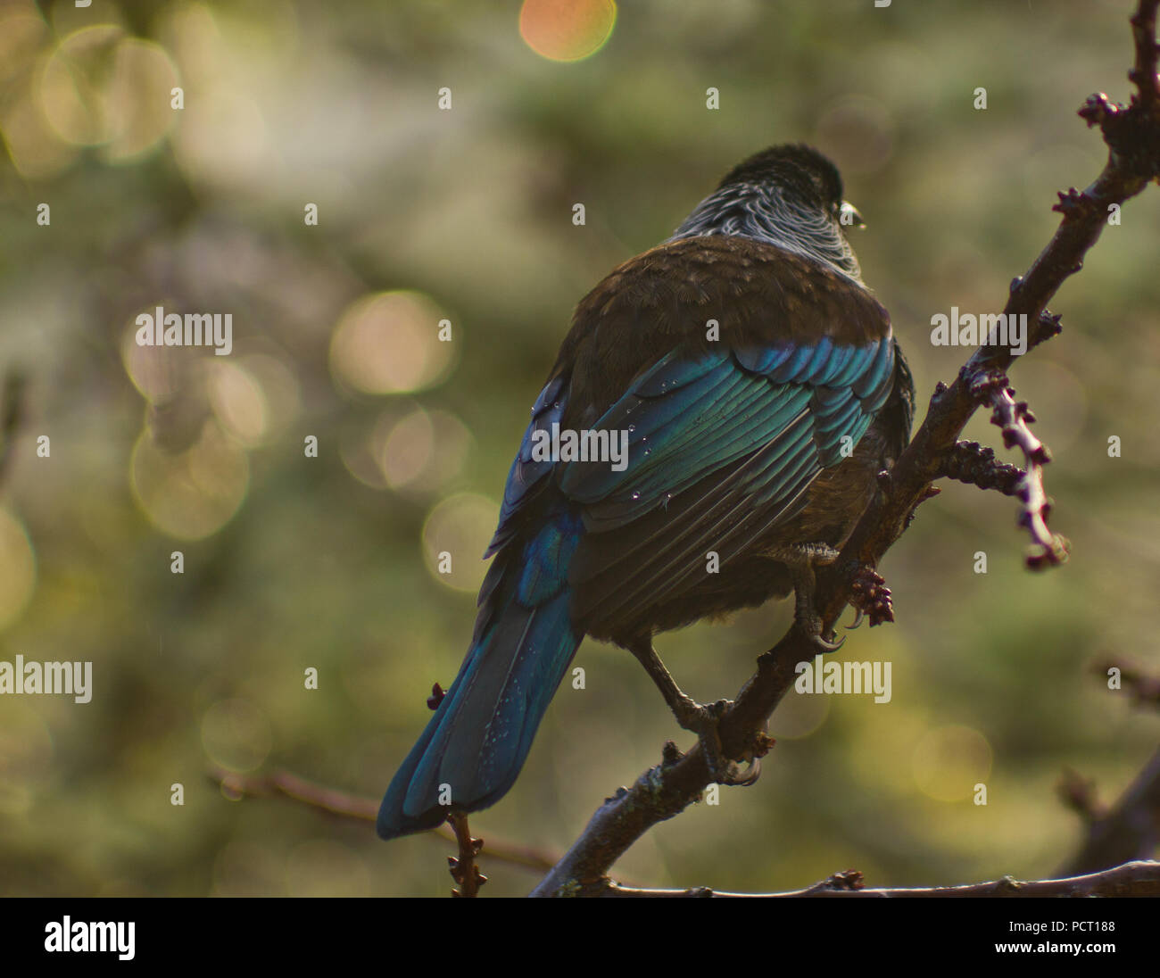 Beautiful Blue Green New Zealand native Tui bird perched in tree in evening rain Stock Photo