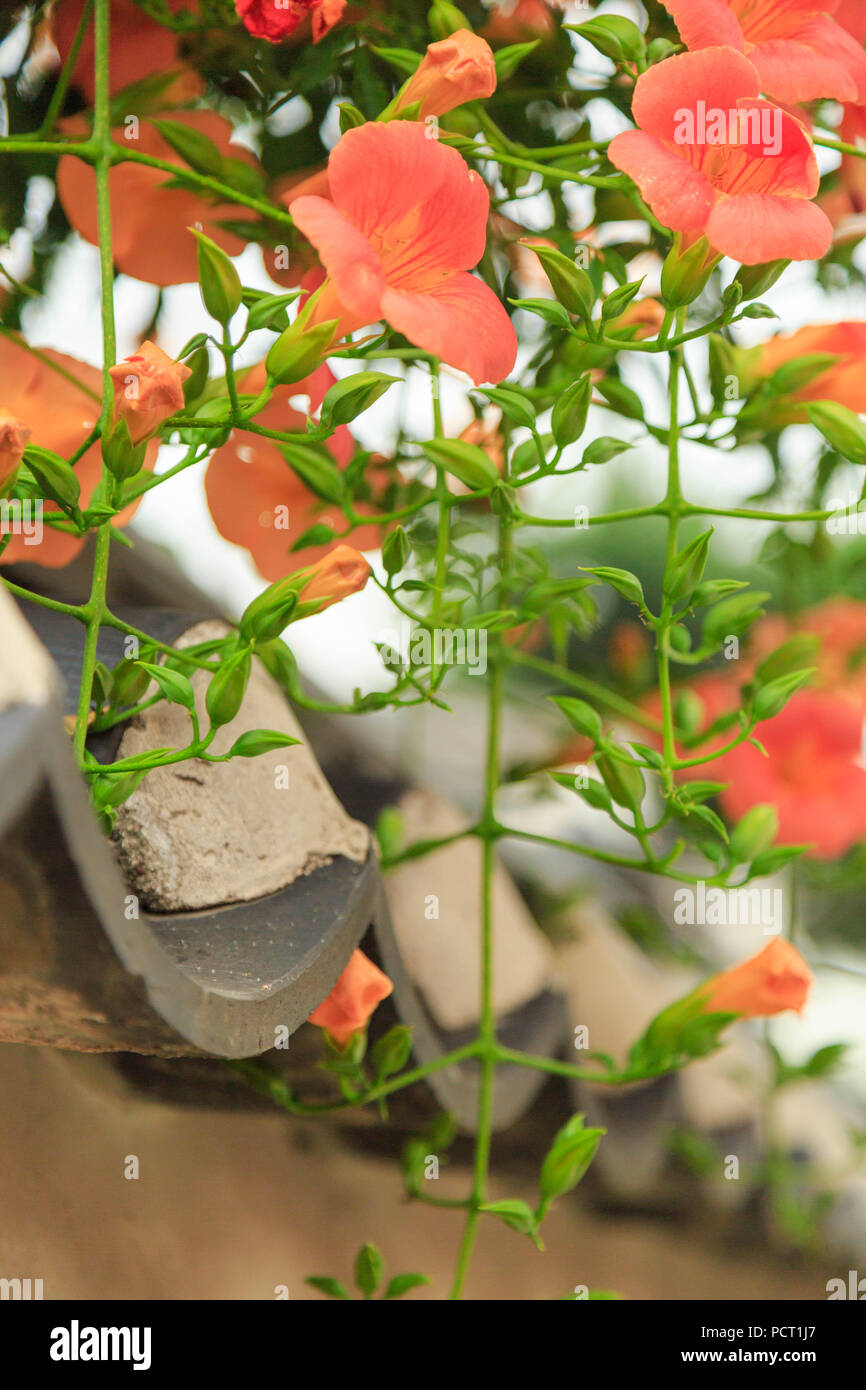 Campsis grandiflora ( Chinese Trumpet Creeper ) in bloom cascading over a traditional Korean mud wall in Bukchon Hanok Village, Seoul, South Korea. Stock Photo
