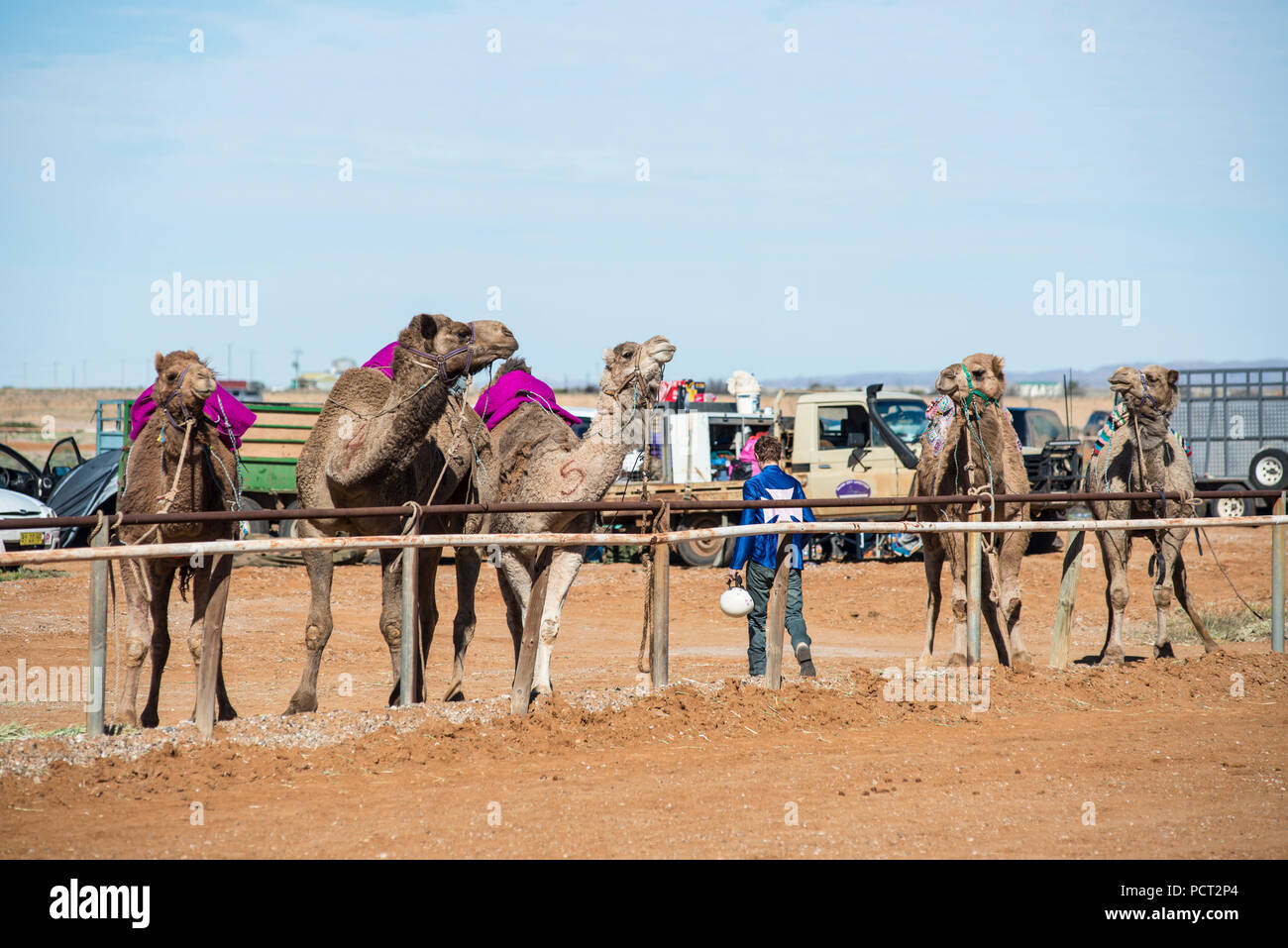 Camel races, Marree, Outback Australia Stock Photo