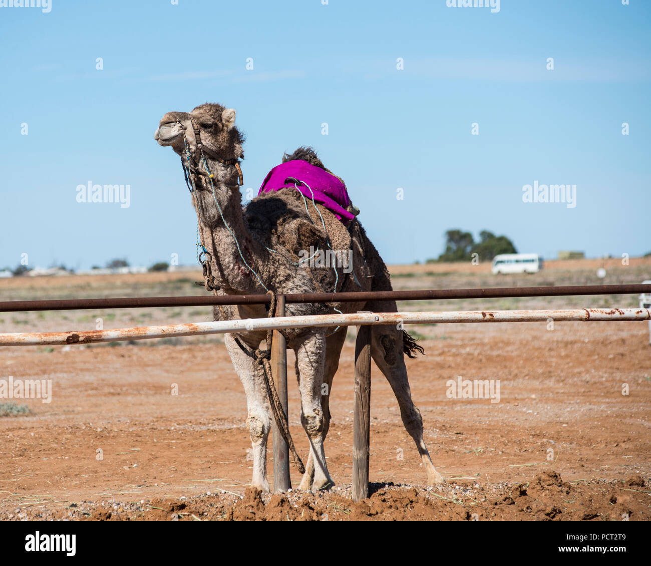 Camel races, Marree, Outback Australia Stock Photo