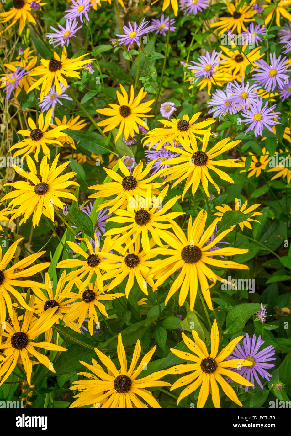 Small yellow and mauve flowers growing in public park. Stock Photo