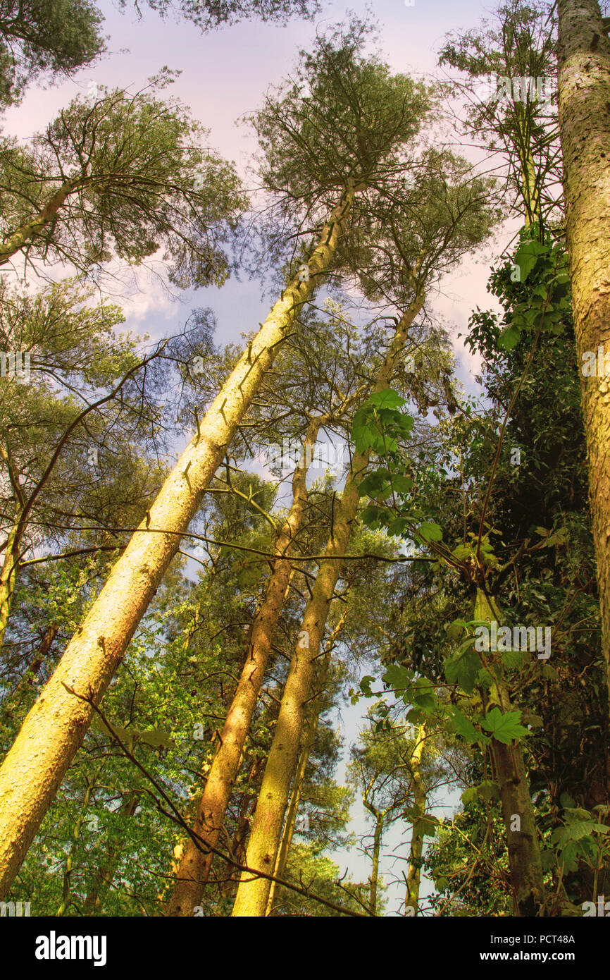 Tall Thin Trees High Resolution Stock Photography and Images Alamy