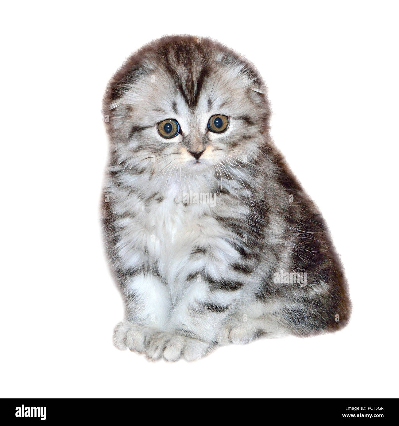 Portrait of little kitten of Highland Fold or or Scottish Fold longhaired and  flap-eared breed with fur colored in black marble on silver, close up,  Stock Photo