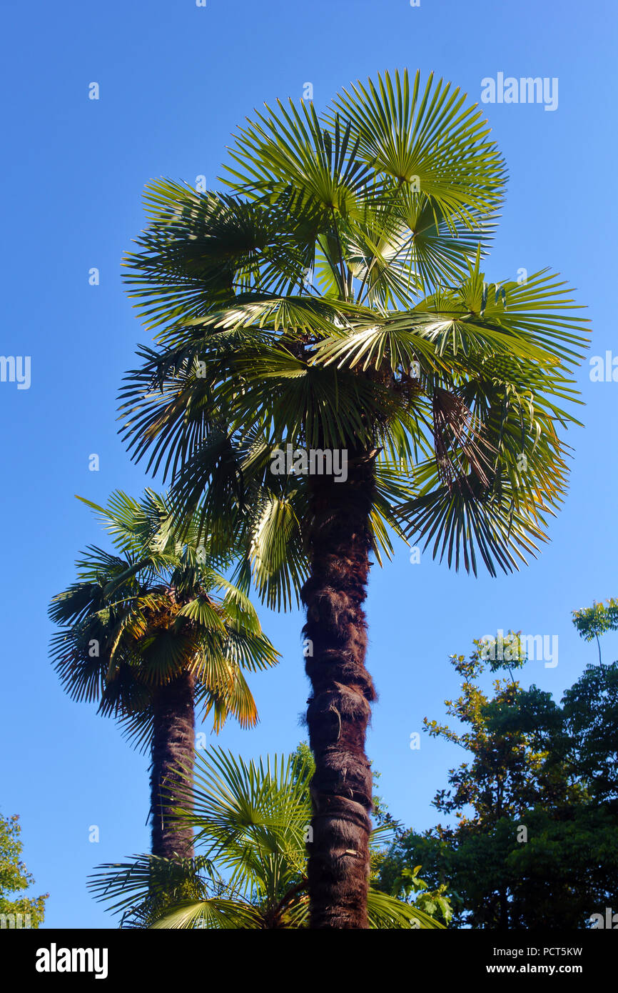 Two palm trees over the blue sky photo Stock Photo