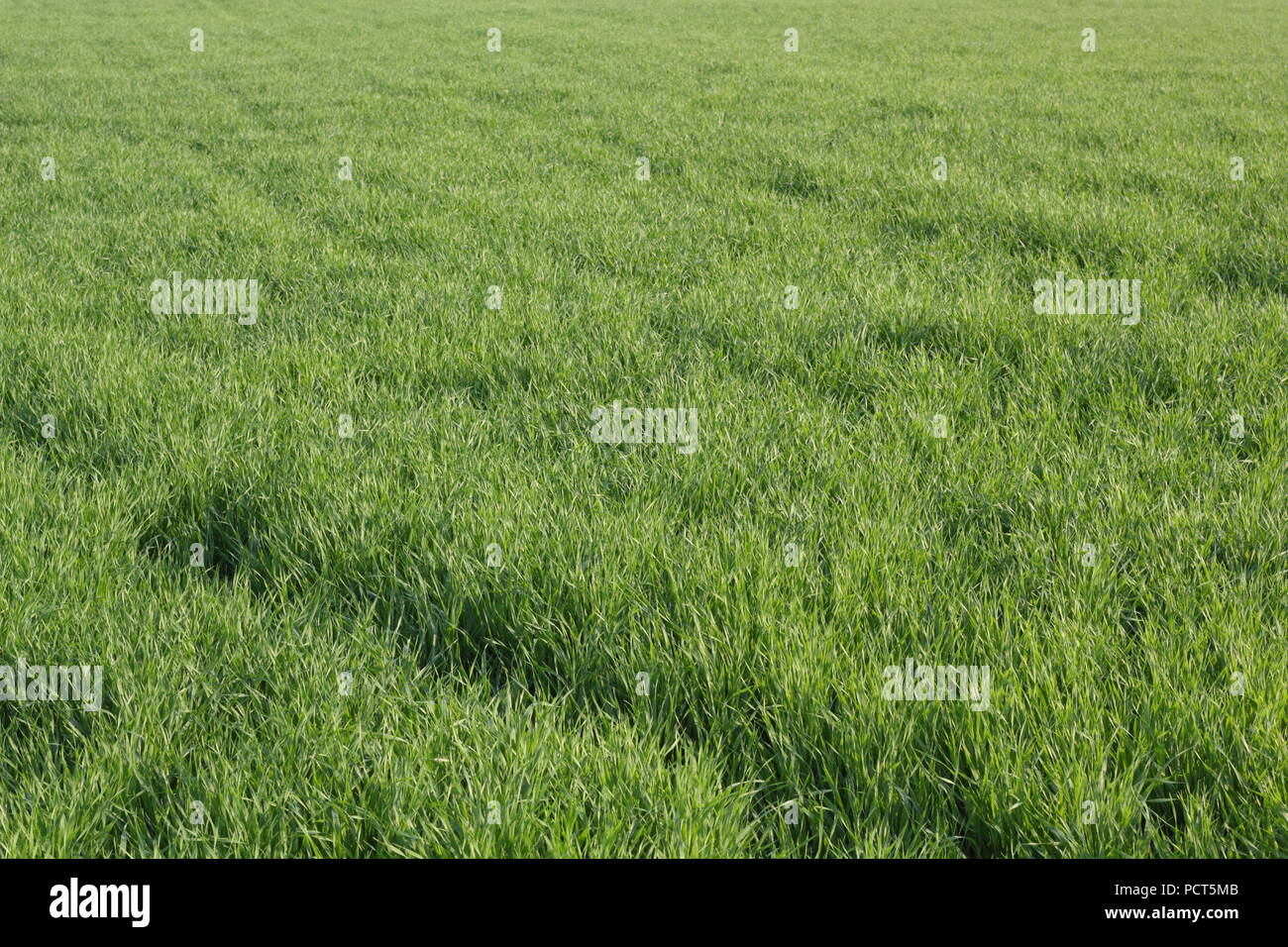 Green lawn background photo Stock Photo