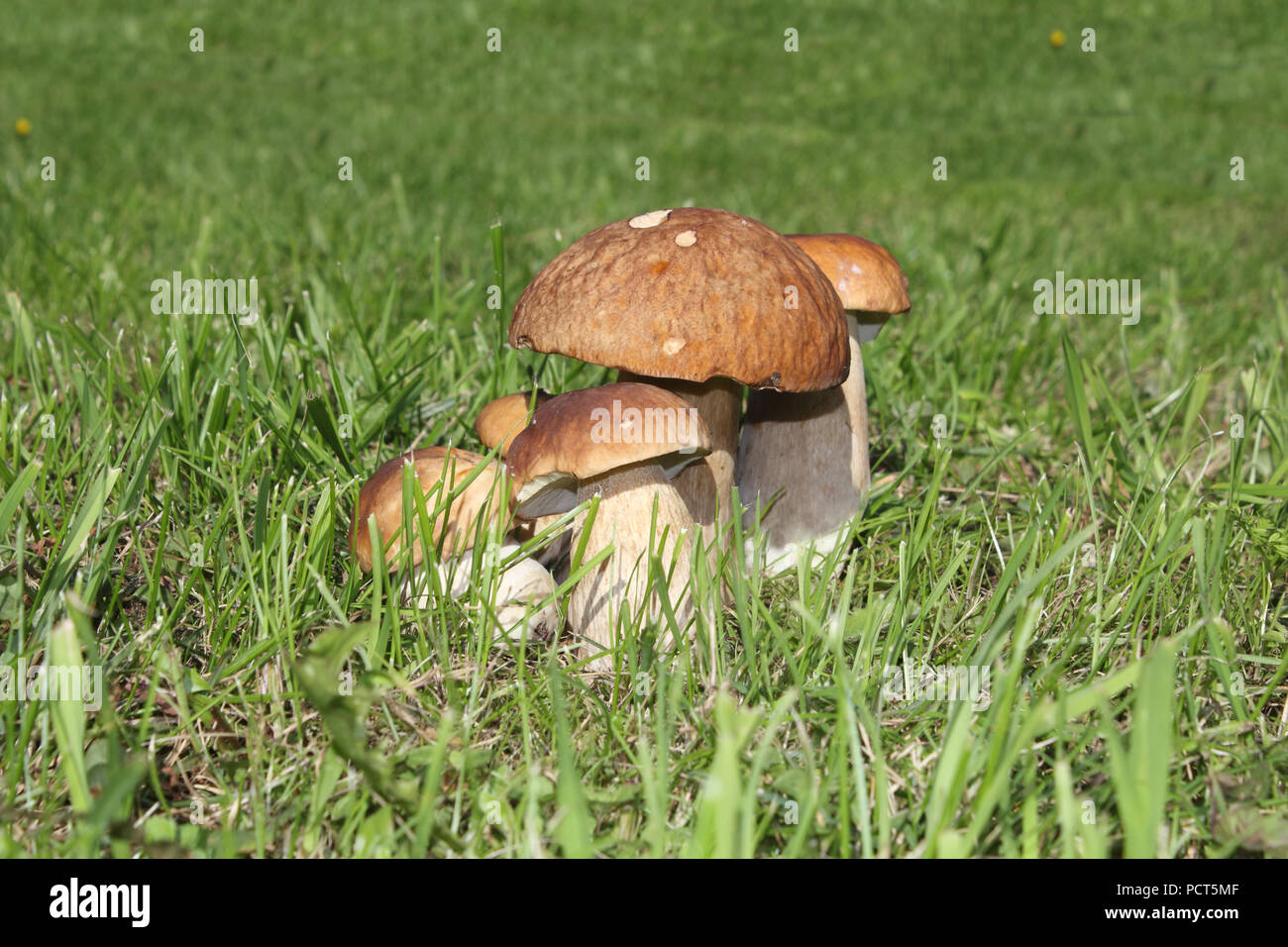 Some mushrooms in the green grass photo Stock Photo