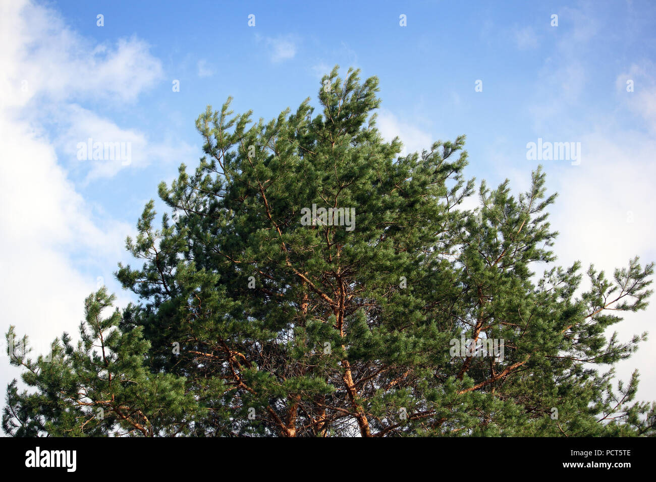 Green crown of the pine over the blue sky photo Stock Photo