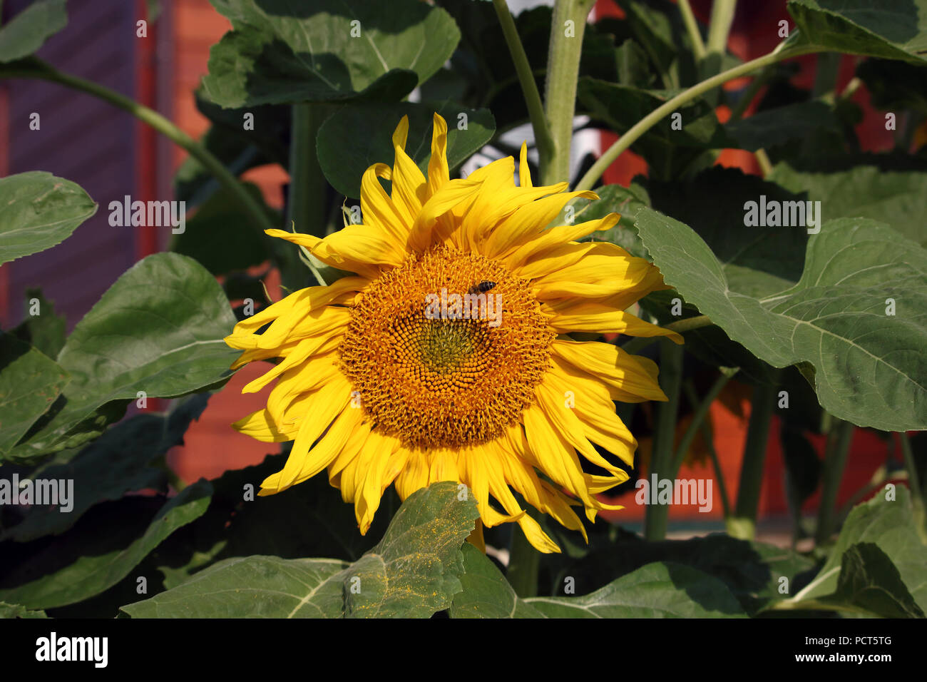 The bee gathers honey at sunflower photo Stock Photo