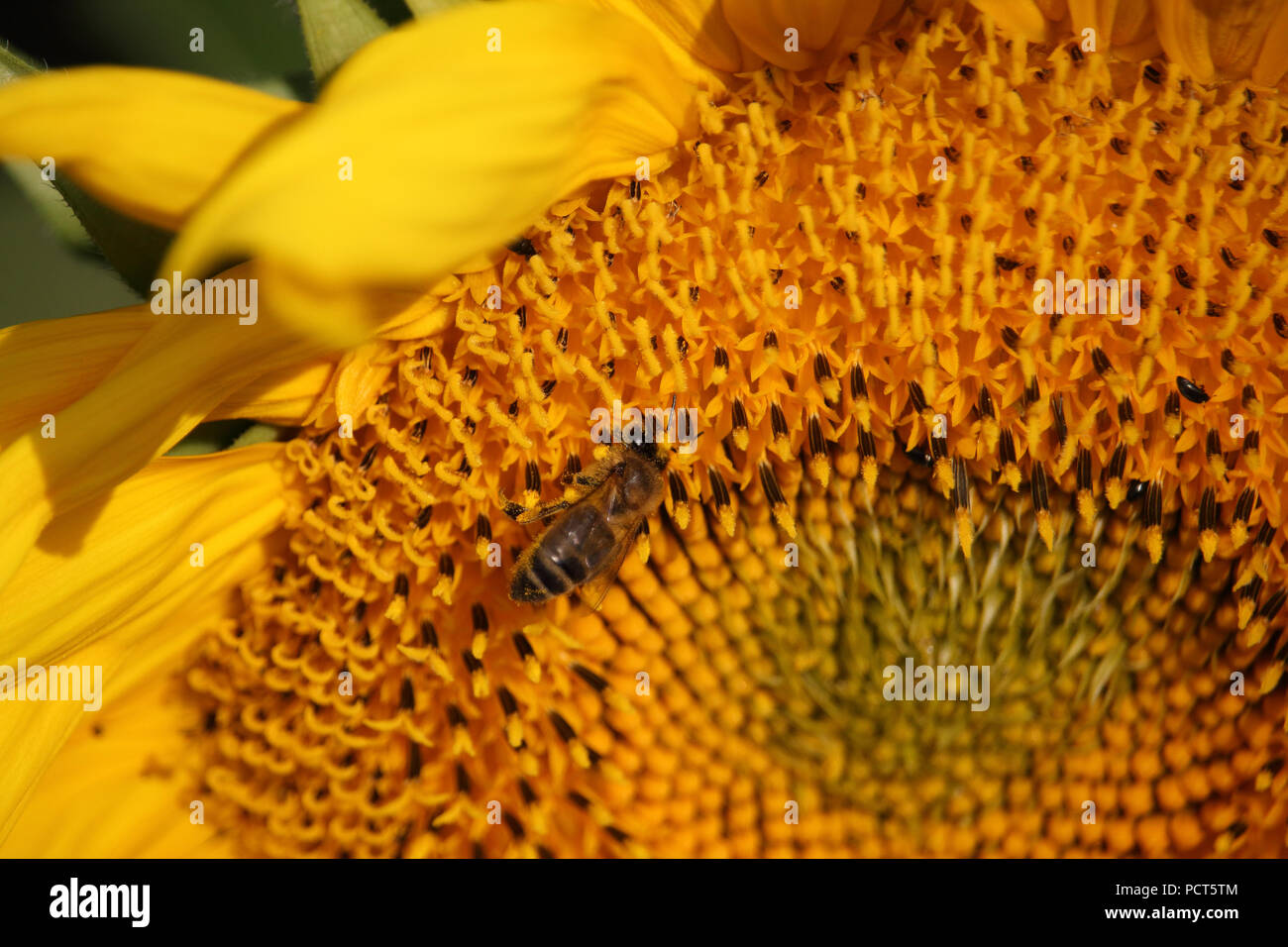 The bee gathers honey at sunflower photo Stock Photo