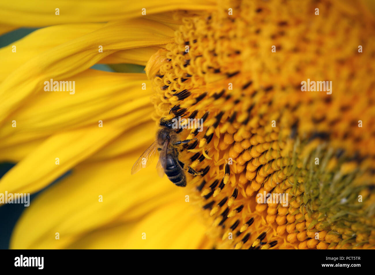 The bee gathers honey at sunflower photo Stock Photo