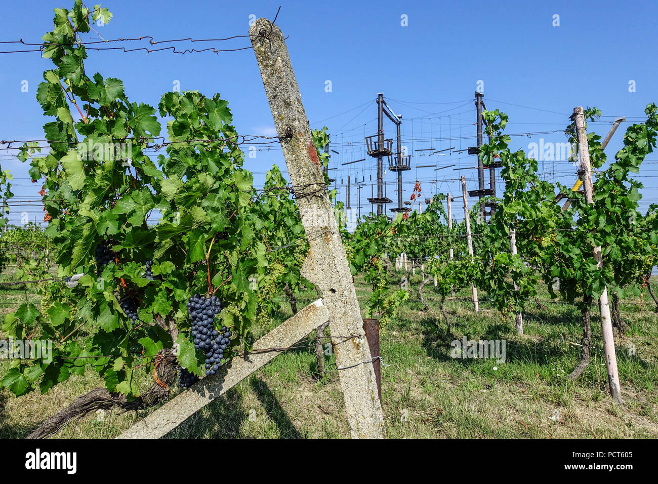 Rope center for tourists in the vineyard, Zajeci village, wine region, South Moravia, Czech Republic Stock Photo