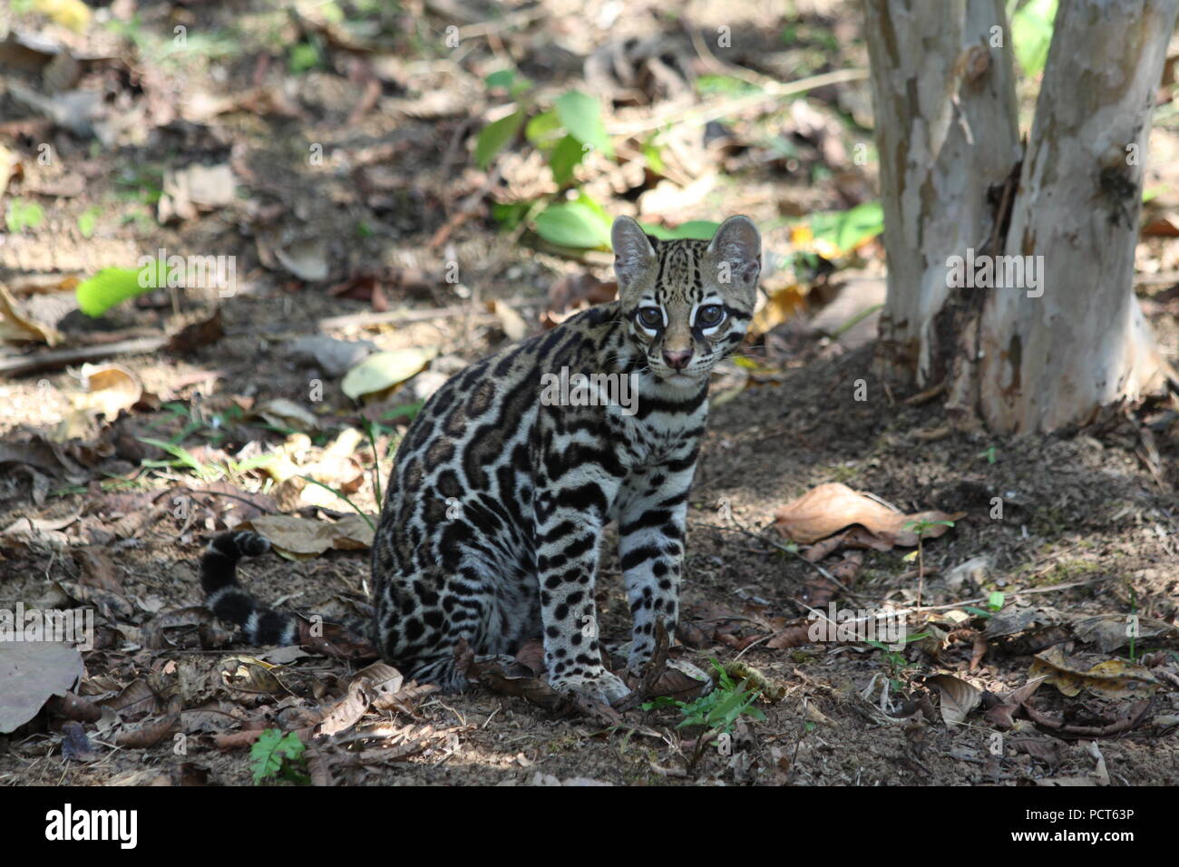A young Ocelot Leopardus pardalis photographed in Costa Rica in 2016 near the Corcovado National Park on the Osa Peninsula. Stock Photo