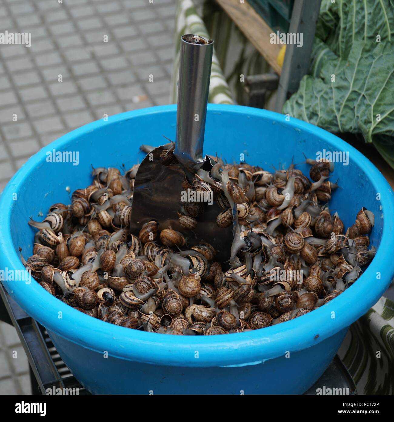 Live snails hires stock photography and images Alamy