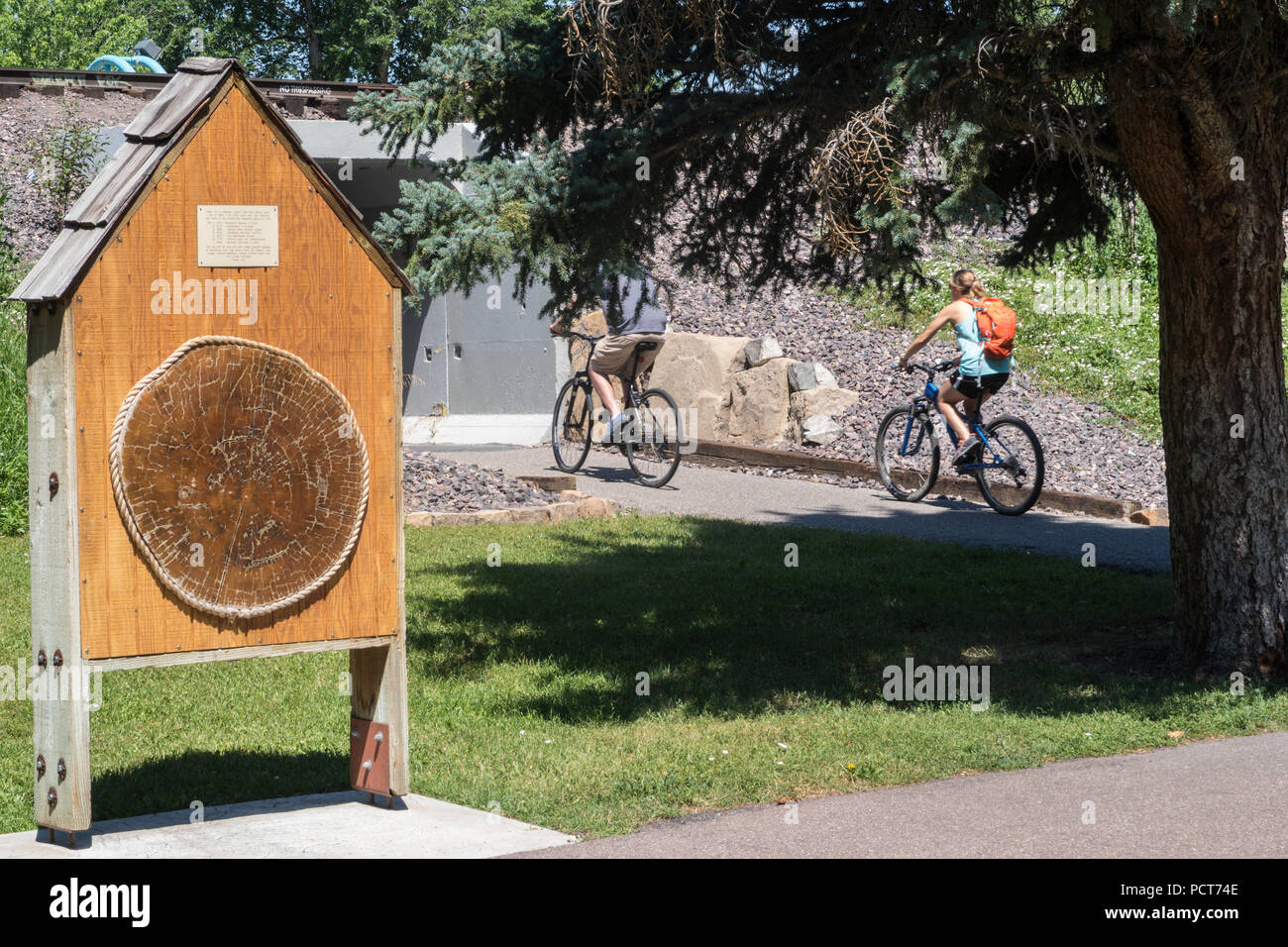 Crosssection of 829 year old Western Larch Tree, Great Falls, Montana