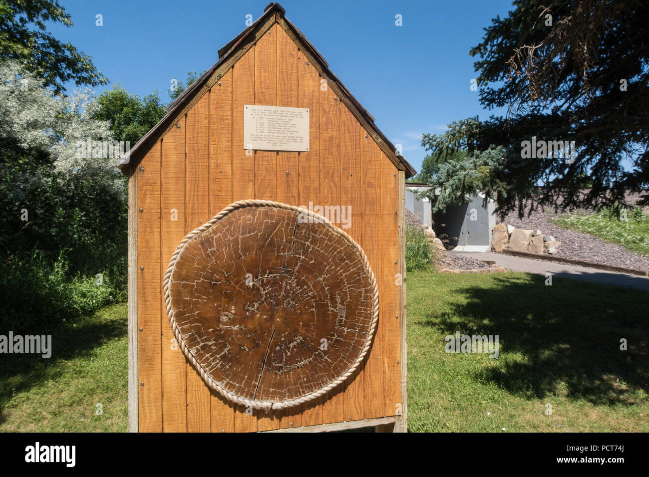 Crosssection of 829 year old Western Larch Tree, Great Falls, Montana