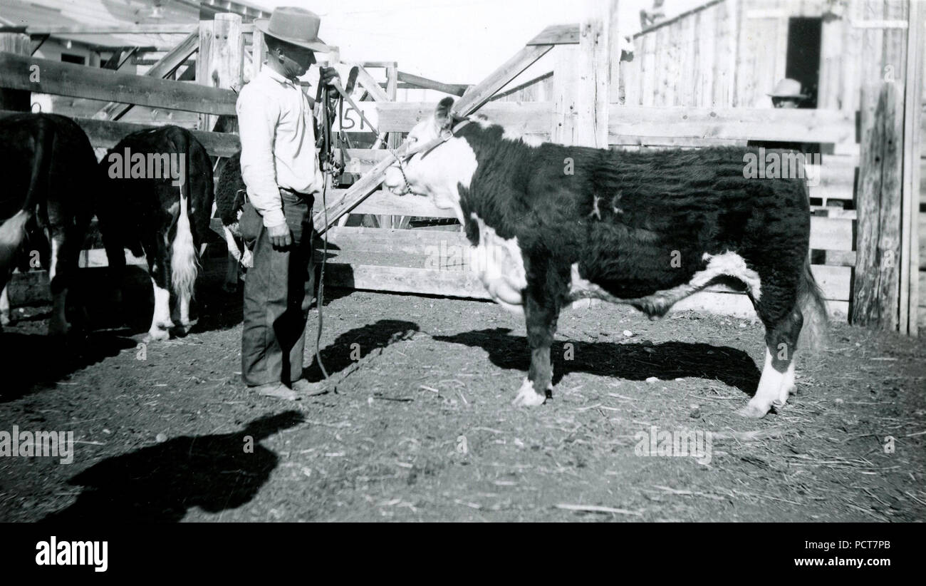 1940s cowboy cattle hi-res stock photography and images - Alamy
