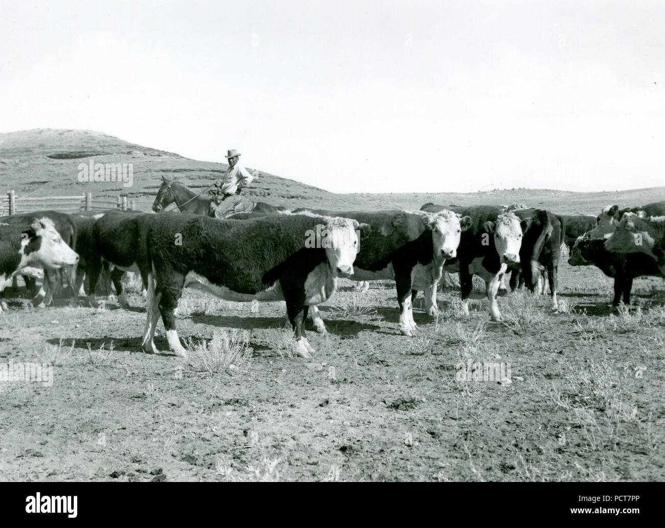 1940s cowboy cattle hi-res stock photography and images - Alamy