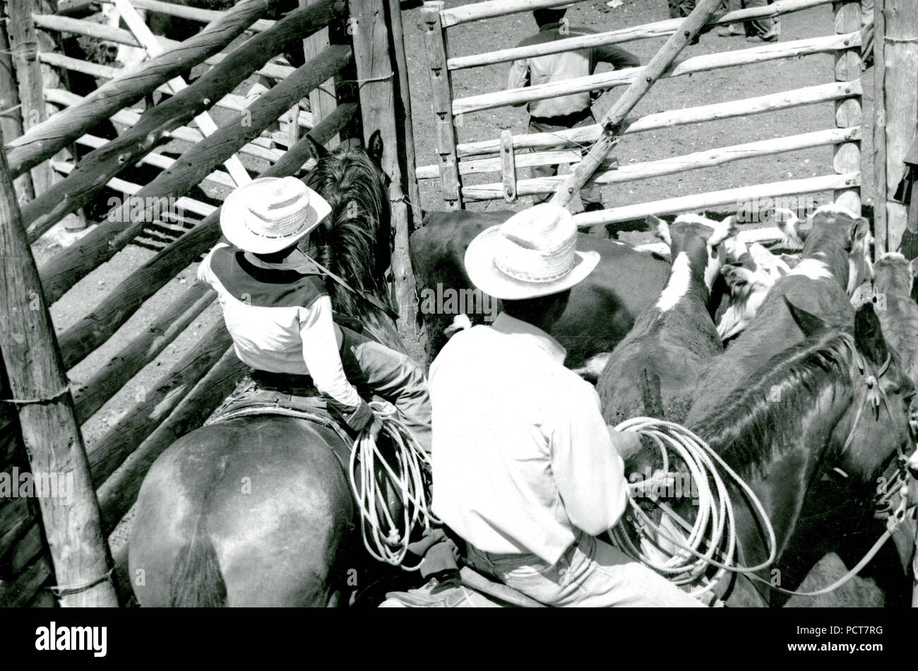 1940s cowboy cattle hi-res stock photography and images - Alamy