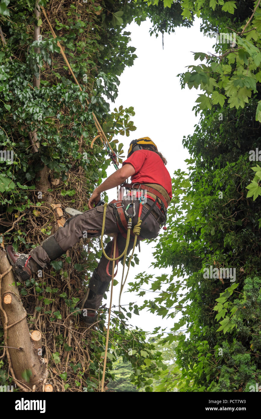 Tree Surgeon in a harness secures himself to a tree Stock Photo