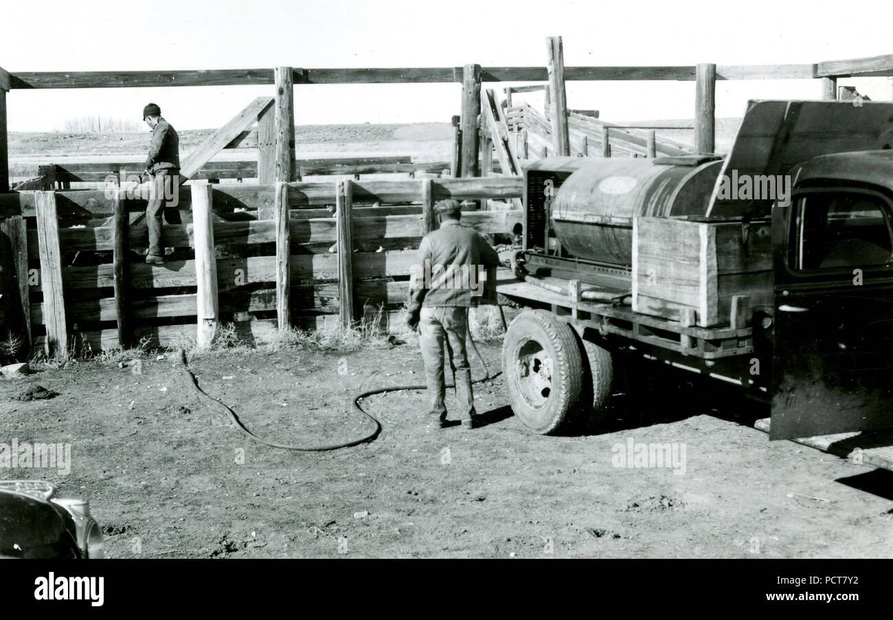 1940s cowboy cattle hi-res stock photography and images - Alamy
