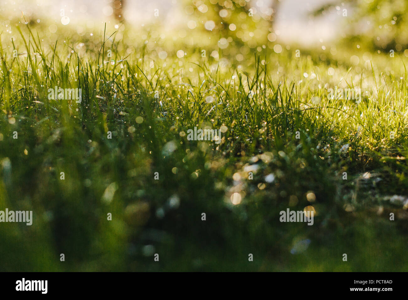 Wet grass gras hi-res stock photography and images - Alamy
