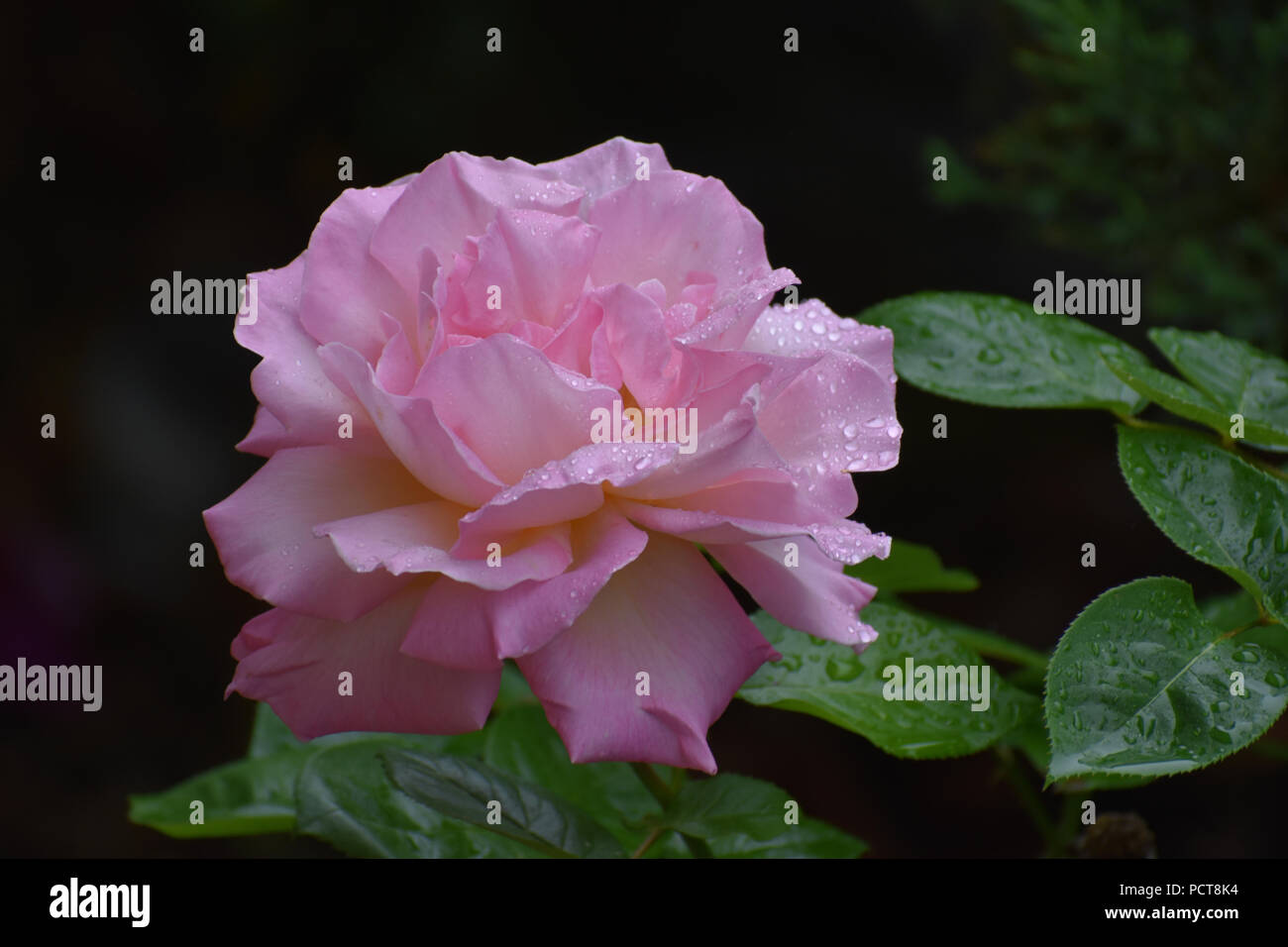 Raindrops on large pink rose with dark green leaves in a dark background Stock Photo