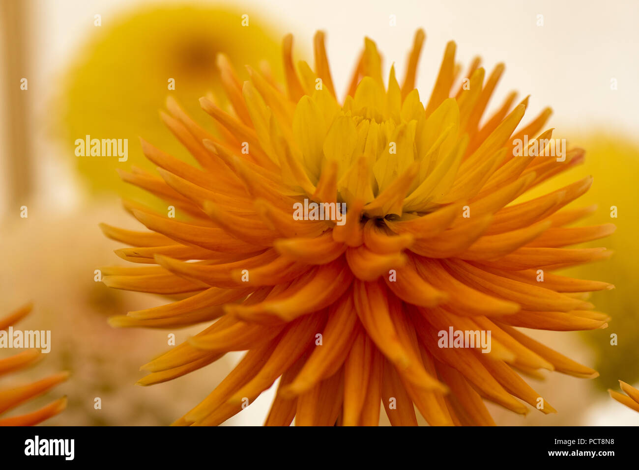 Acoctli hires stock photography and images Alamy