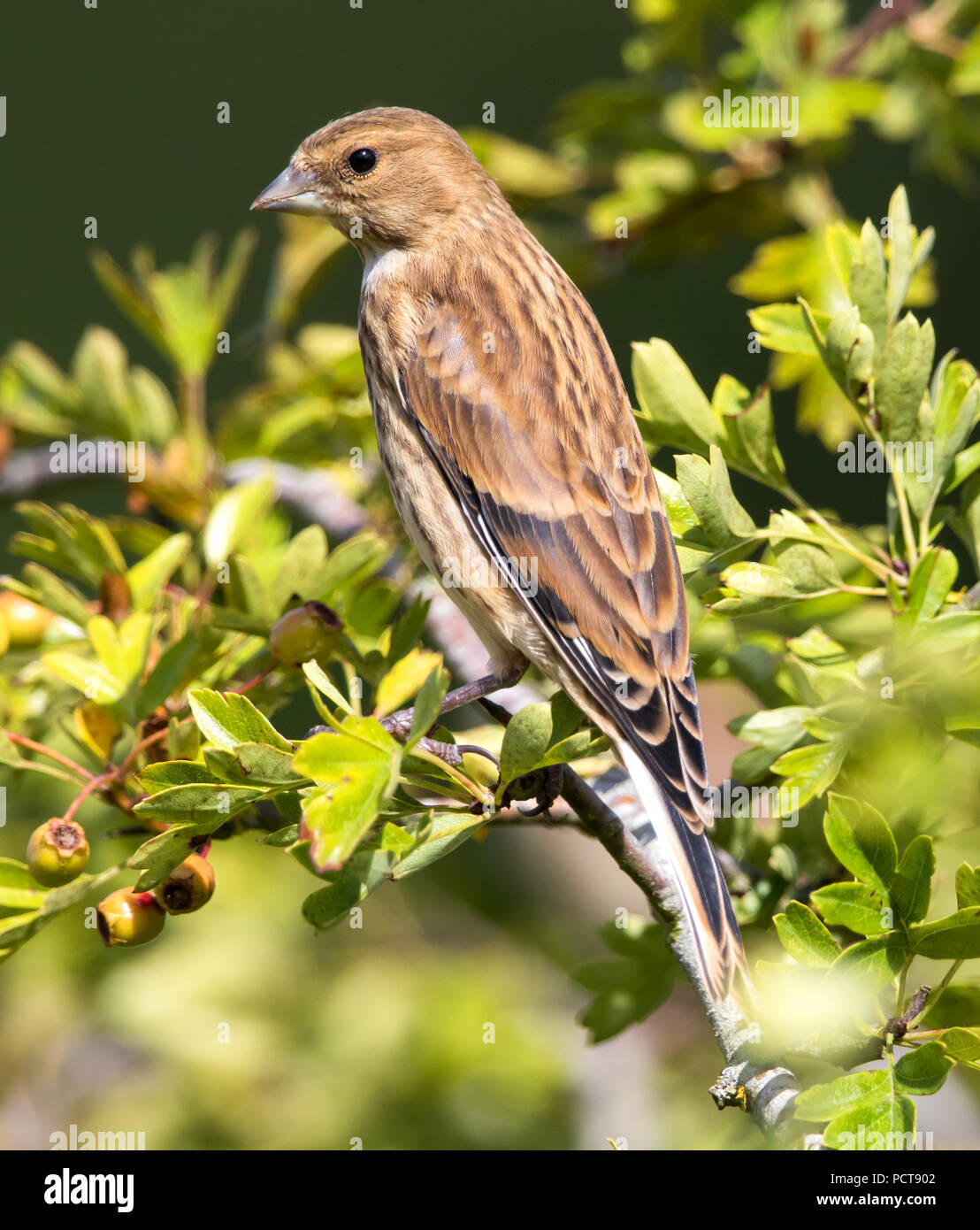 Female in the Cotswold Hills Stock Photo Alamy