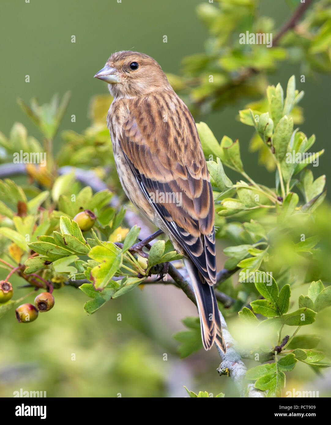 Female hires stock photography and images Alamy