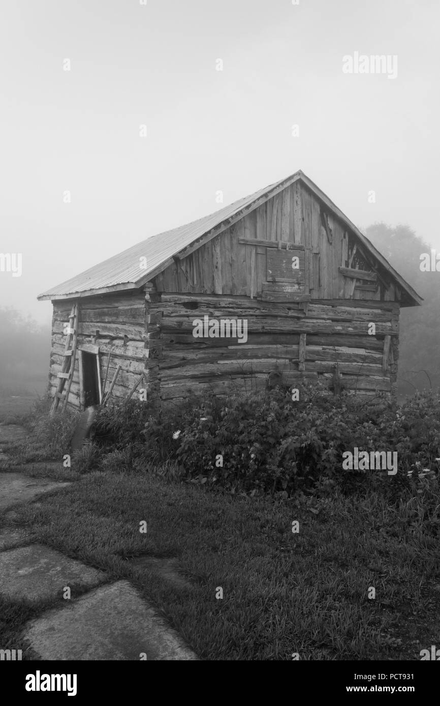 Old vintage sawn log cabin in the fog and trees and raspberry canes black and white Stock Photo