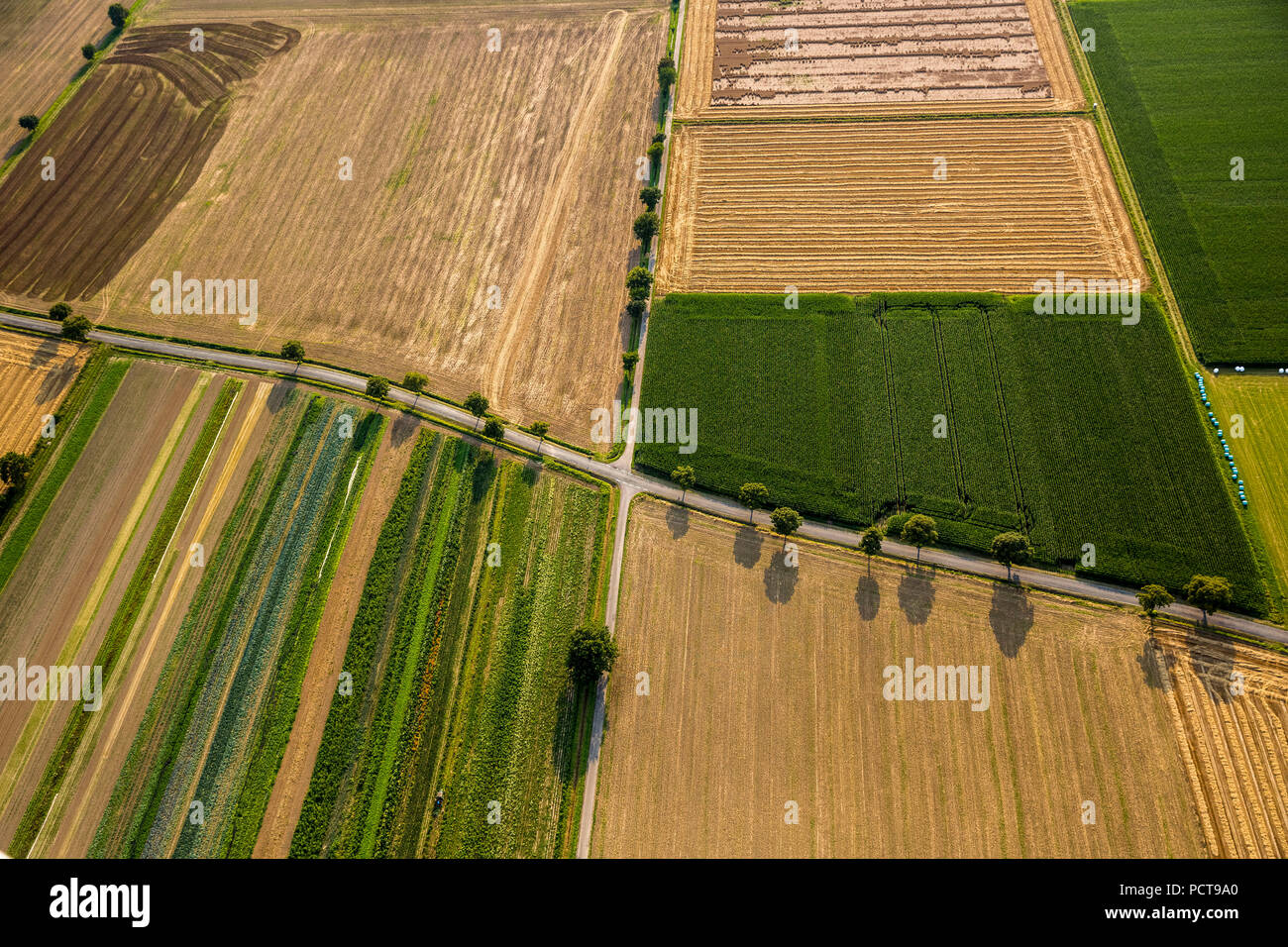 Aerial photo, intersecting country roads, fields, tree-lined roads, contre-jour, Welver, Soest Börde, North Rhine-Westphalia, Germany Stock Photo