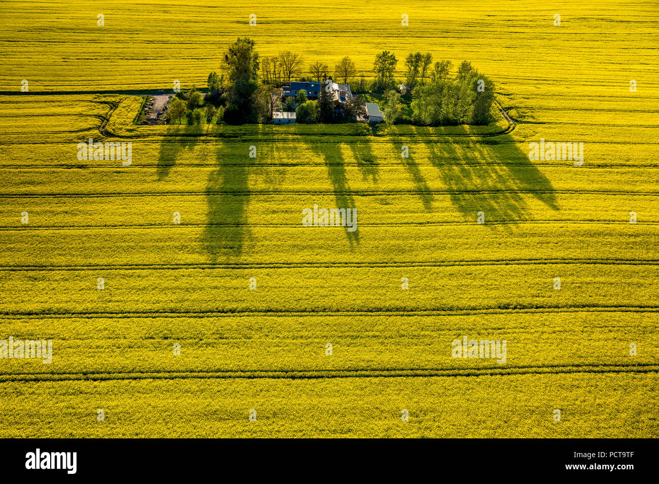 Farm, farmstead in a rapeseed field, Rechlin, Mecklenburg Lake Plateau, Mecklenburg-Western Pomerania, Germany Stock Photo