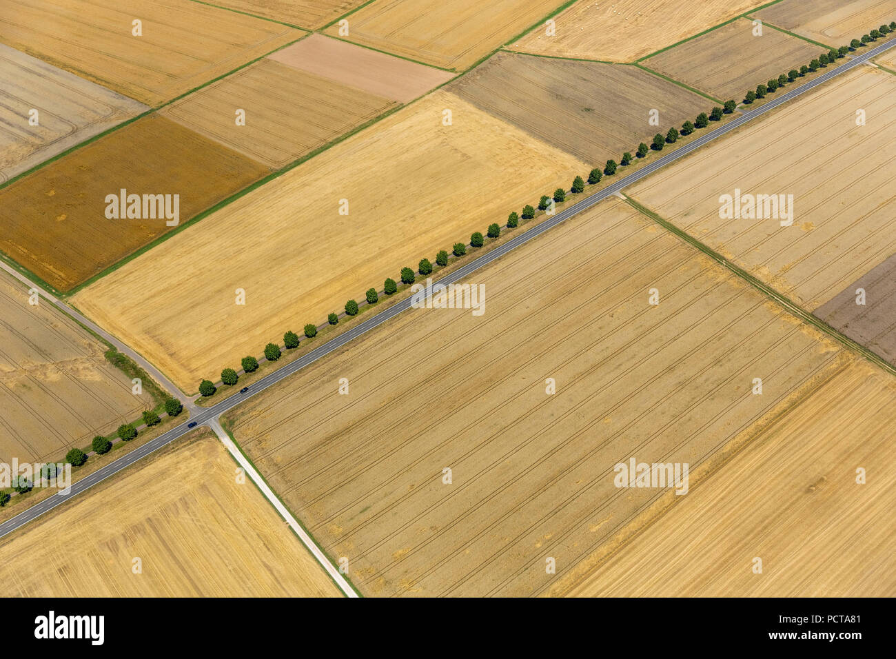 Harvested grain fields, tree-lined road in grain fields, land parcels, agriculture, Limburg an der Lahn, district town of Limburg-Weilburg (district), Hesse, Germany Stock Photo