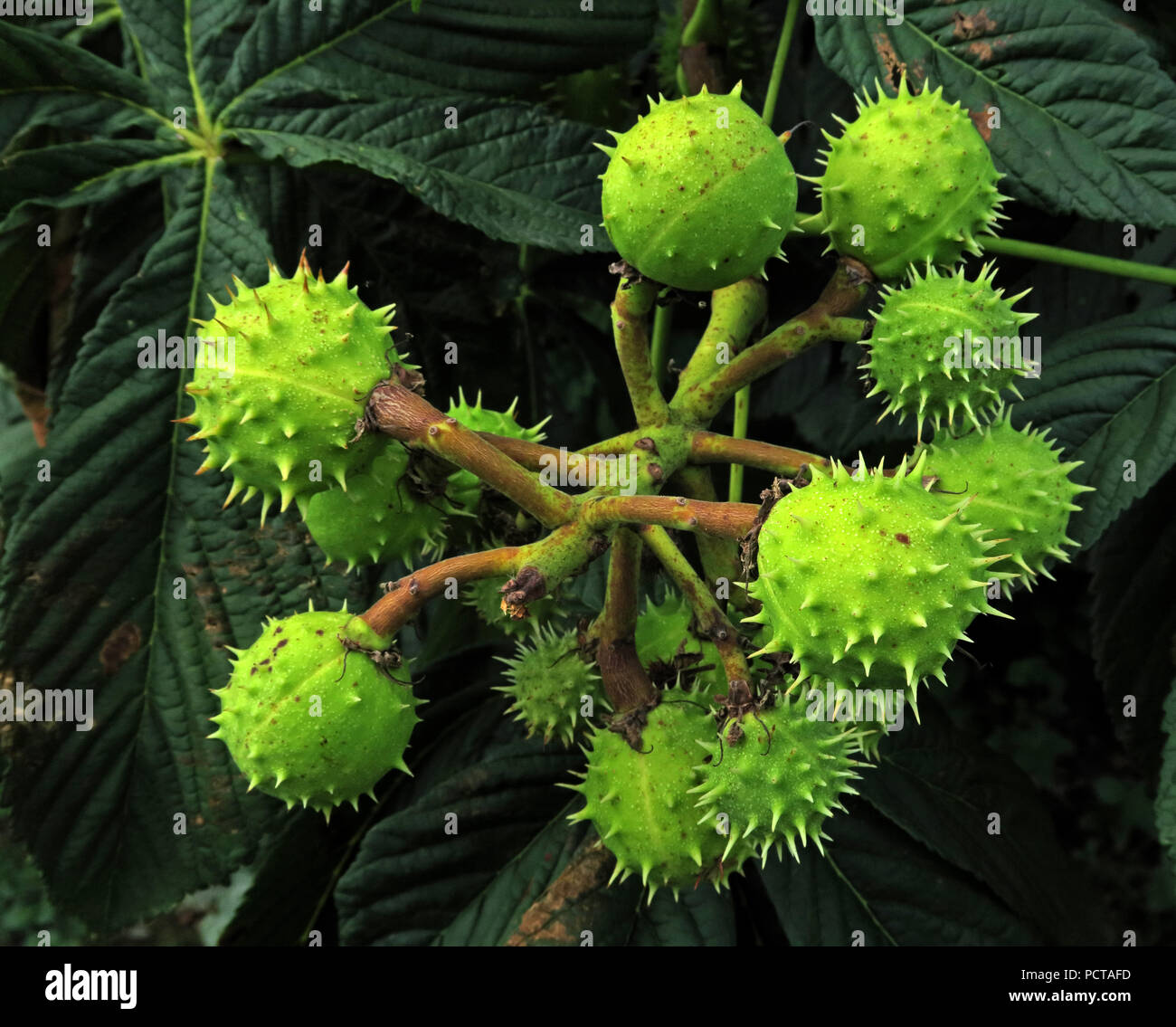 Young Horse Chestnuts, Conkers, green on a tree, Hatton, Warrington, Cheshire, North West England, UK Stock Photo