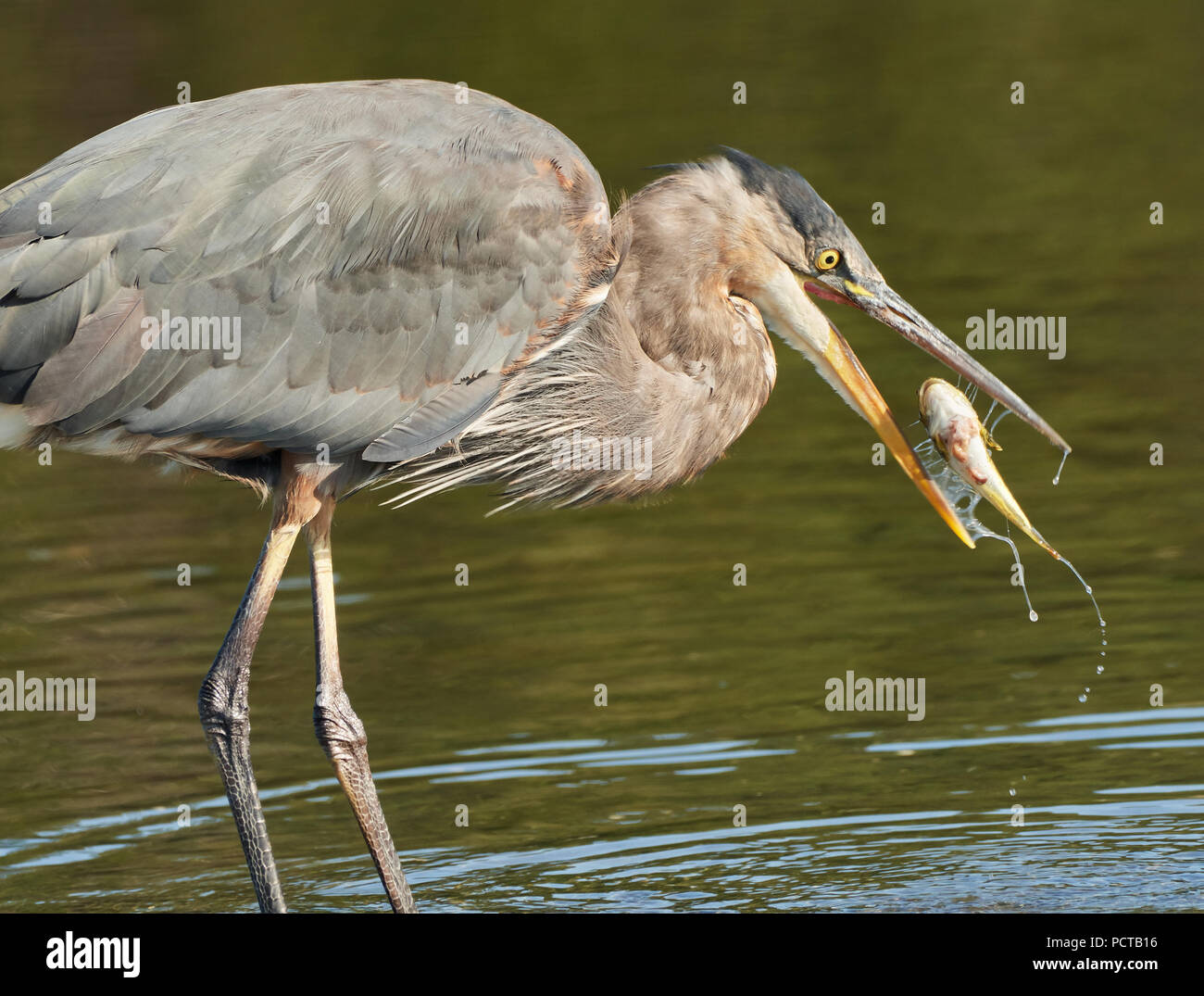 down-the-hatch-stock-photo-alamy